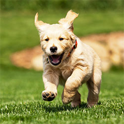How To Prevent Your Dog From Catching Diseases